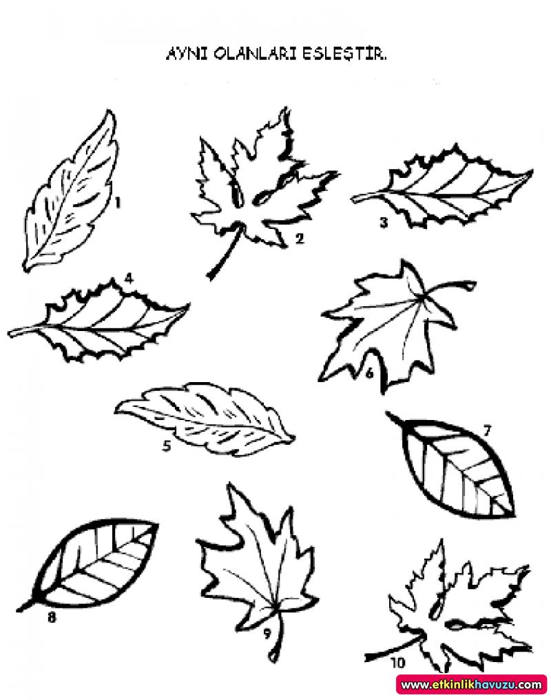 Чертеж листьев. Узоры на листьях деревьев. Раскраски листьев для дошкольников. Маленькие листики деревьев. Листья раскраска для детей.